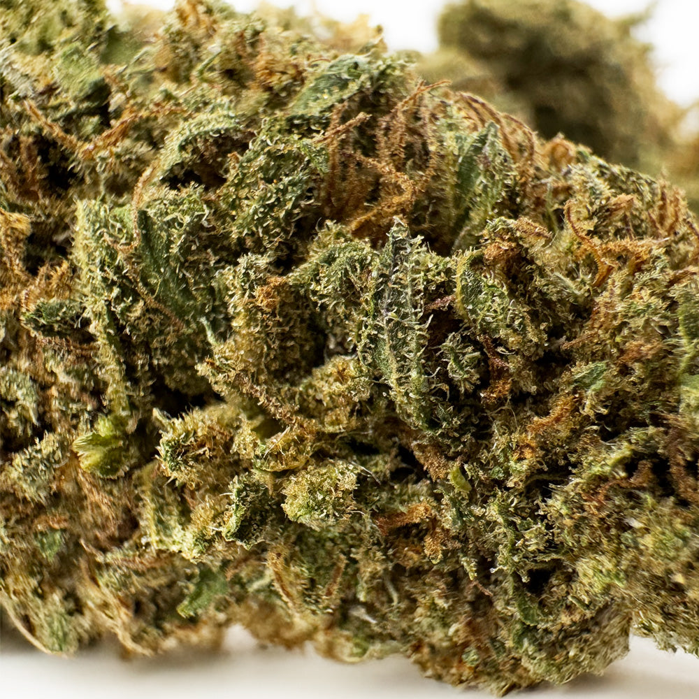 Cake Berry - Hybride US