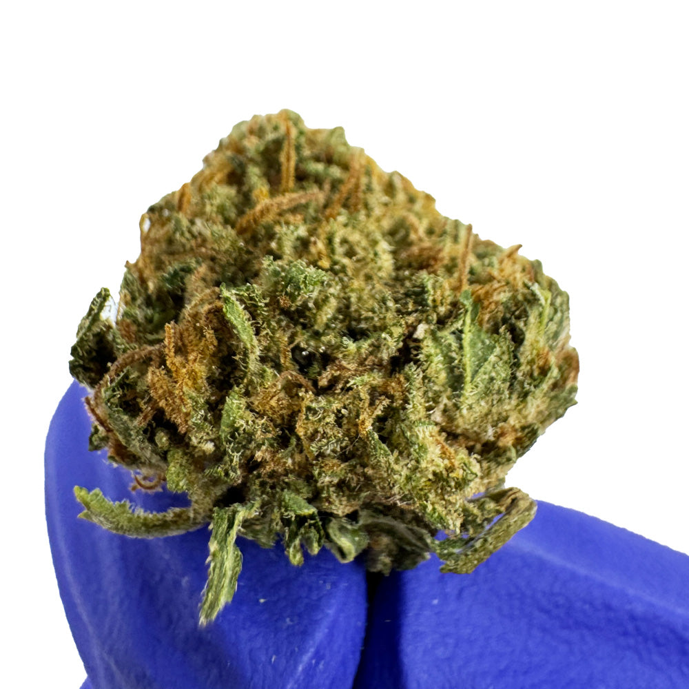 Small buds Critical Berry - Hybride