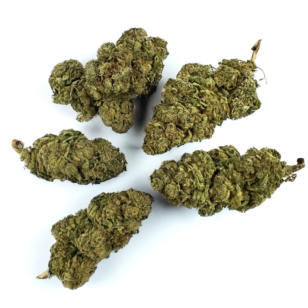 Gasolina CBD - Indoor