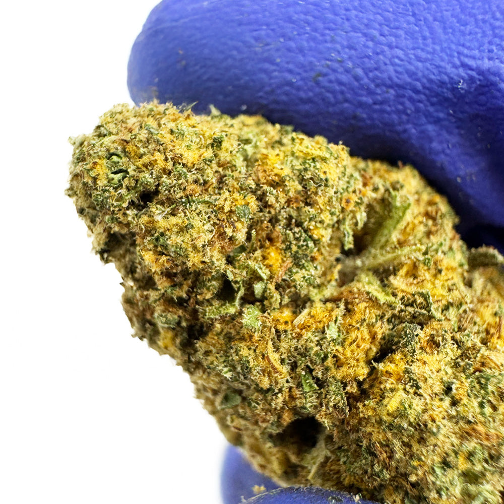 Orange Bud - Indoor