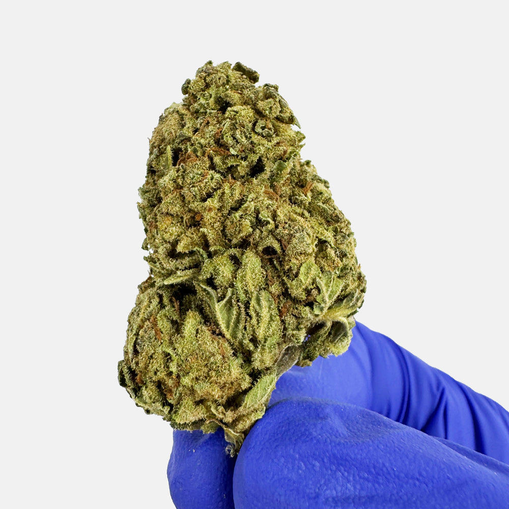 Orangello - Greenhouse