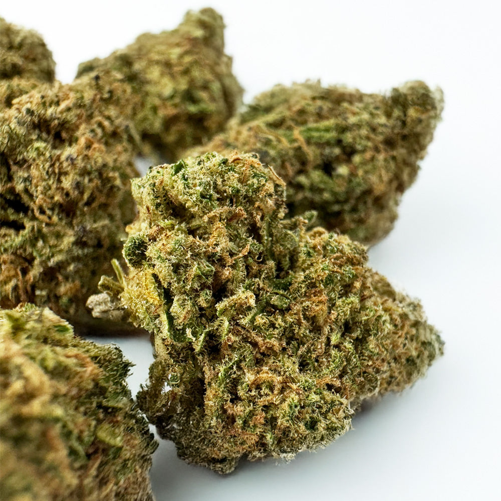 Small buds Sunset Sherbet - Indoor