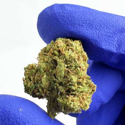 Small buds Blueberry Muffin - Indoor