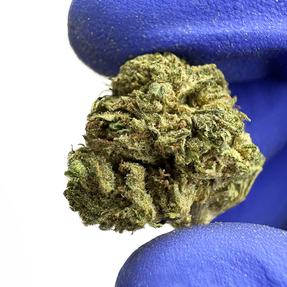 Small buds Critical - Hybride