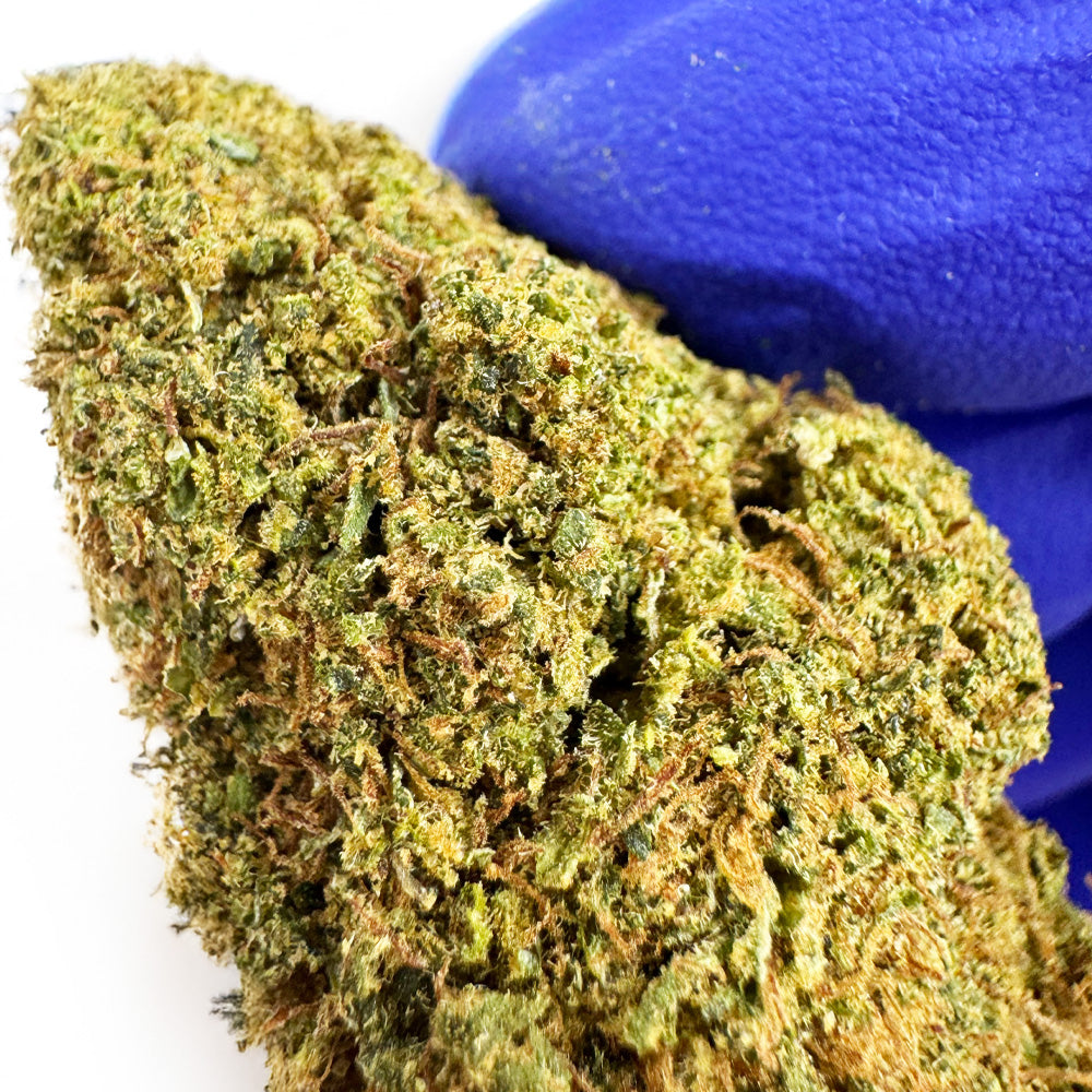 Juicy - Hybride USA