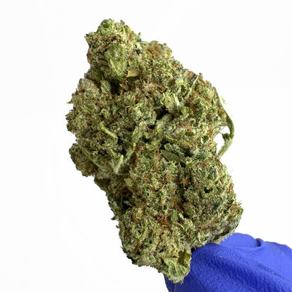 Malabar CBD - Indoor — photo 5