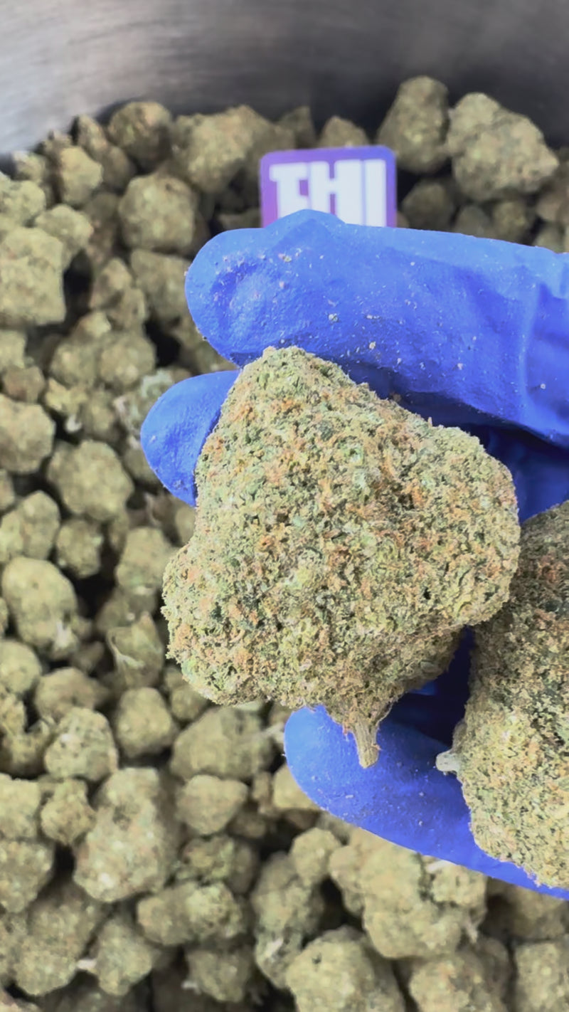 Rainbow X GP3 CBD - Indoor — vidéo de présentation