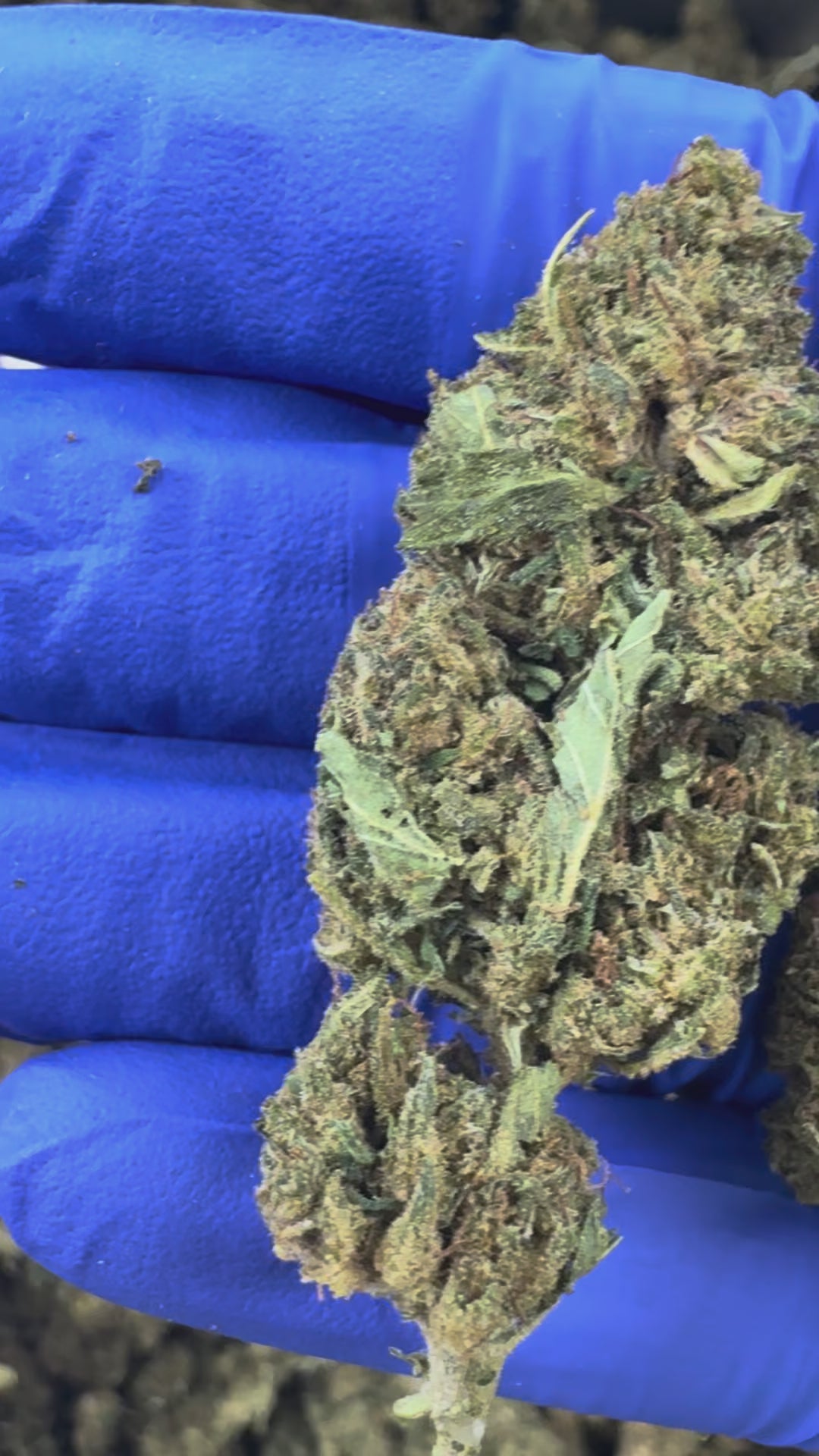 Charger la vidéo: Super Skunk - Greenhouse — vidéo de présentation