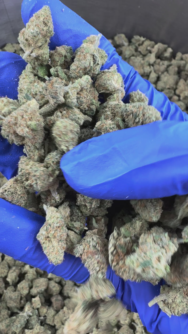 Small buds Lemon Popperz - Indoor — vidéo de présentation