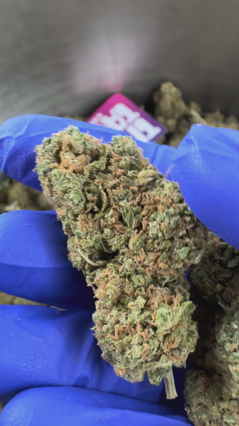 Blueberry Muffin CBD - Indoor — vidéo de présentation