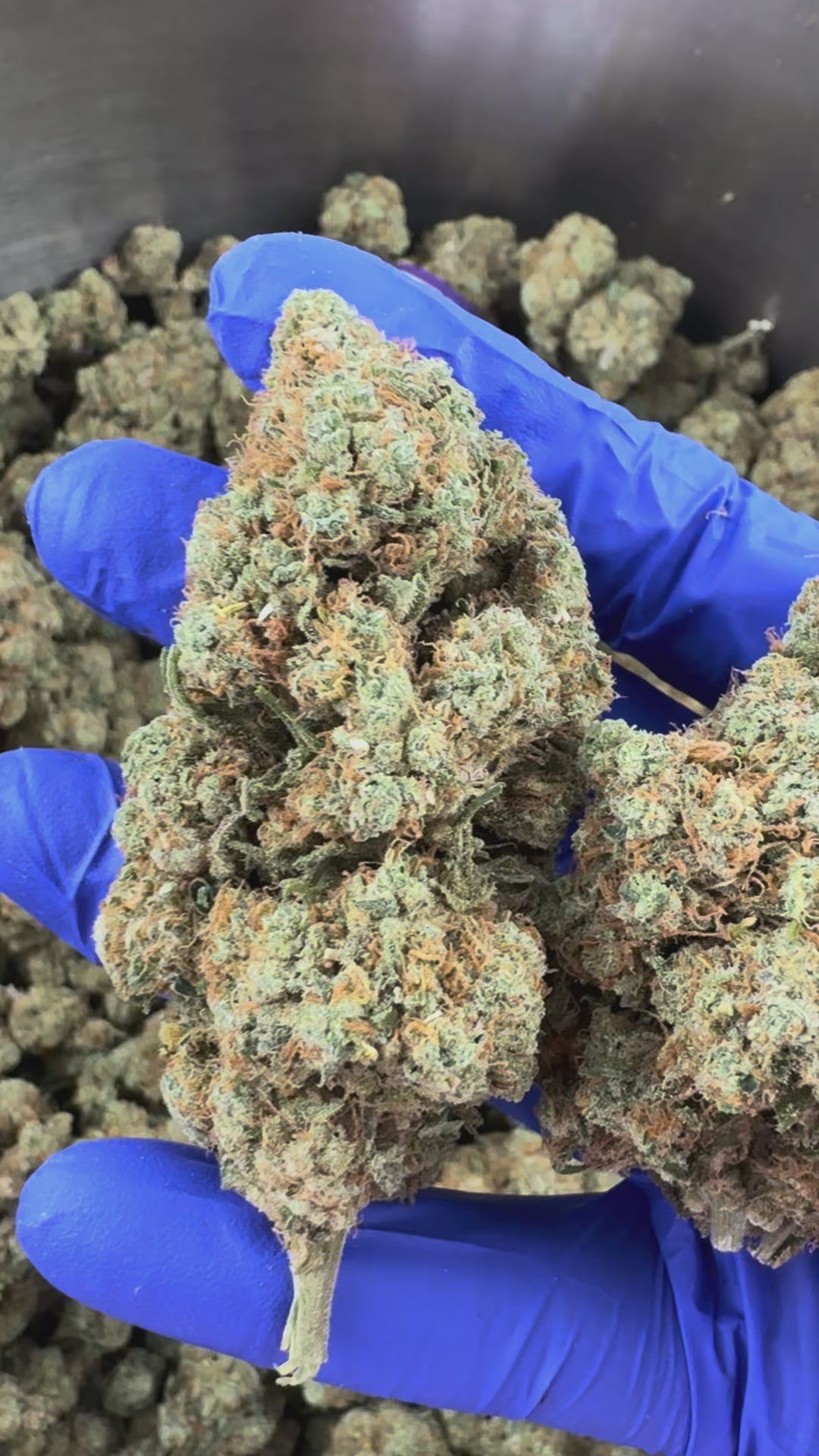 Charger la vidéo: Amnesia JSH B1 CBD - Indoor — vidéo de présentation