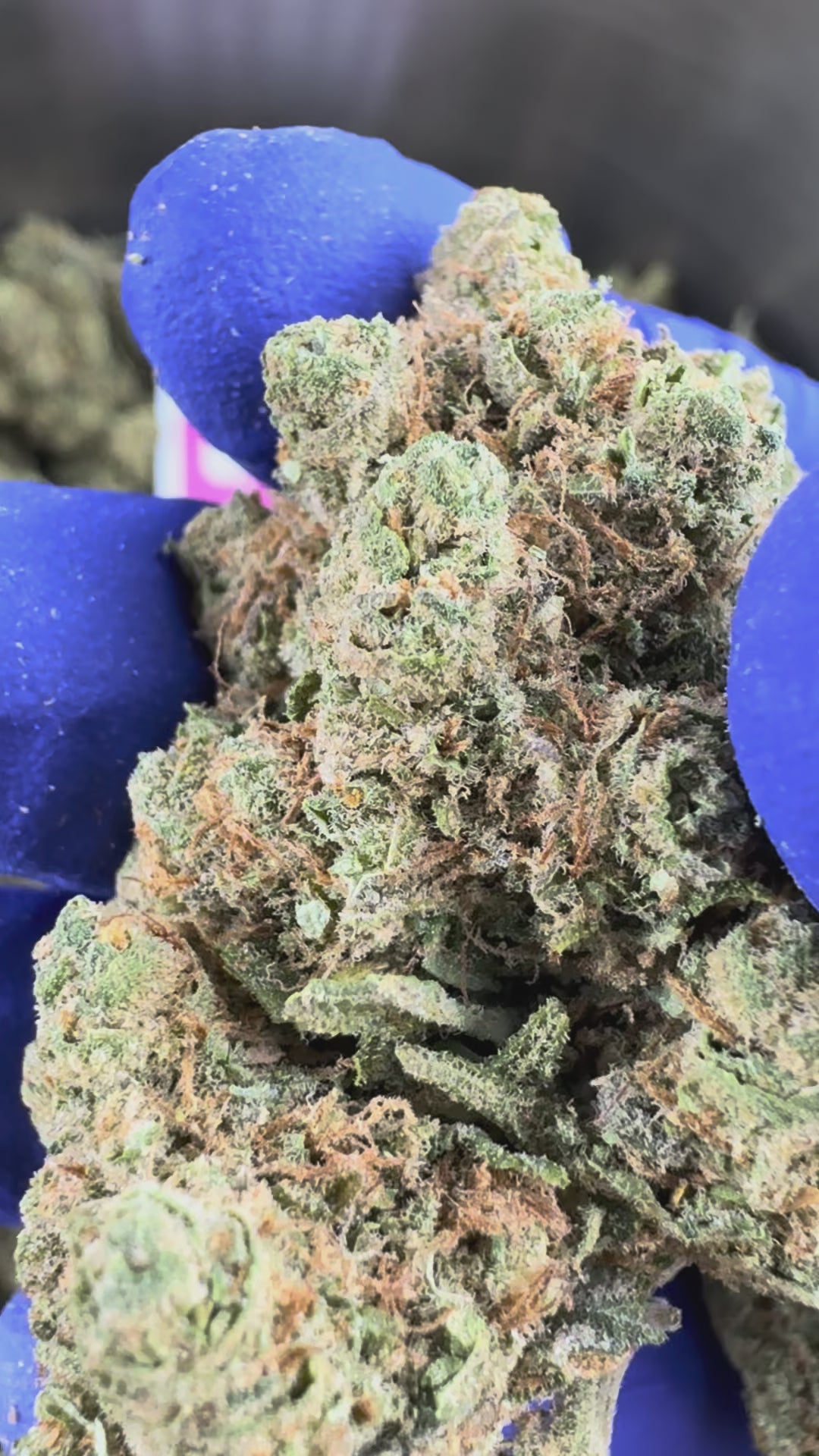 Charger la vidéo: Vidéo de présentation de la Lemon Haze HT CBD Indoor