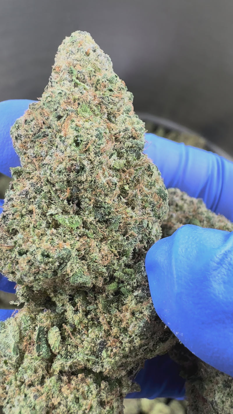 Apple Fritter - Indoor — vidéo de présentation
